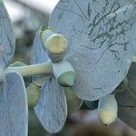 Eucalyptus pulverulenta Vrucht