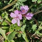 Erodium acaule Λουλούδι