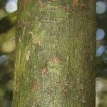Licania laevigata 树皮