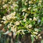 Ceratopetalum gummiferum Flor