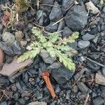 Senecio viscosus Leaf