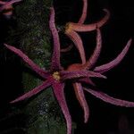 Uvariopsis bakeriana ᱵᱟᱦᱟ