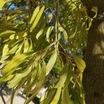 Brachychiton rupestris 葉
