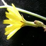 Launaea procumbens Квітка
