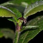 Psychotria pilosa Corteza
