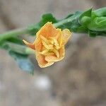 Oenothera indecora Blüte