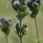 Veronica bellidioides Frukt