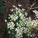Pimpinella saxifraga Flower