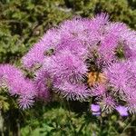 Thalictrum aquilegiifolium Virág