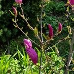 Magnolia liliiflora 花
