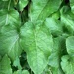 Lactuca macrophylla Hoja