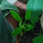 Schefflera actinophylla Frunză