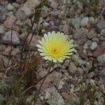 Malacothrix glabrata Flower