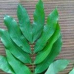 Hylodendron gabunense Hoja