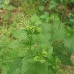 Sanicula canadensis Flower