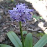 Scilla lilio-hyacinthus Fleur