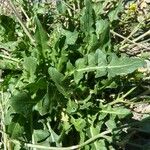 Sisymbrium austriacum Hoja