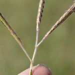 Dichanthium aristatum Fruchs