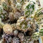 Cylindropuntia echinocarpa ᱛᱟᱦᱮᱸ