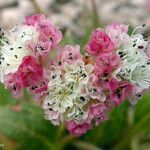 Eriogonum pyrolifolium Kukka