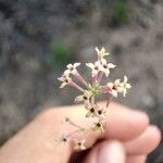 Cynanchica aristata 花
