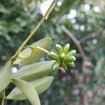 Artabotrys madagascariensis Fruitua