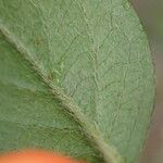 Cotoneaster simonsii Leaf