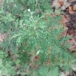 Artemisia annua Blatt