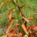 Oenothera biennis Leaf
