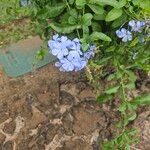 Plumbago auriculataKwiat