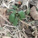 Rauvolfia serpentina Leaf