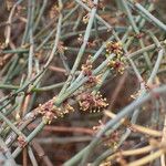 Ephedra fragilis 樹皮