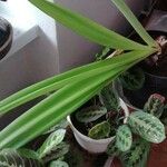 Amaryllis belladonna Φύλλο