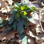 Euphorbia amygdaloides Leaf