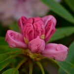 Rhododendron pachytrichum Λουλούδι