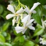 Trachelospermum jasminoidesCvet