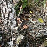 Ficus citrifolia Bark