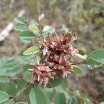 Indigofera emarginella Çiçek