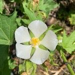 Kitaibelia vitifolia Flor