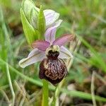 Ophrys sphegodes 花