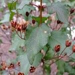 Cistus populifolius Likasa