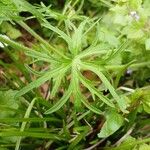 Geranium dissectum 葉