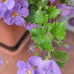 Sutera cordata Hoja
