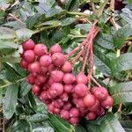 Sorbus scalaris Fruit