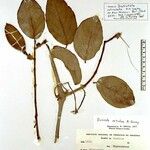 Amphilophium reticulatum Otro