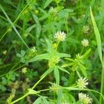 Trifolium strictumFlower