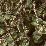 Scutellaria altissima Кветка