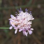 Cephalaria transylvanica
