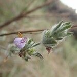 Meiosperma bracteatum Άλλα