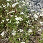 Orlaya grandiflora Celota